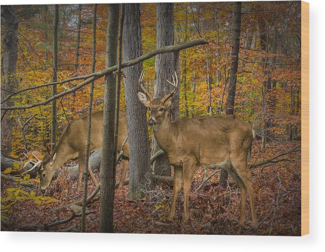 Art Wood Print featuring the photograph White Tail Deer Bucks in an Autumn Woodland Forest by Randall Nyhof