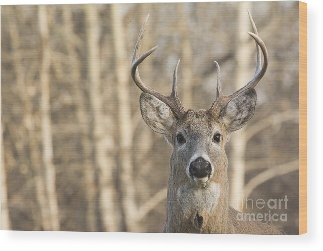 Deer Wood Print featuring the photograph White-tailed Buck by Gary Beeler