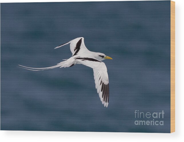 White-tailed Tropicbird Wood Print featuring the photograph White-tailed Tropicbird by Jean-Luc Baron