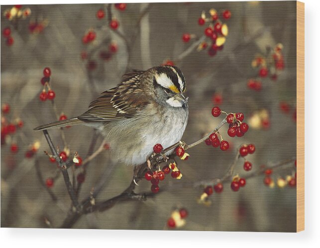 Feb0514 Wood Print featuring the photograph White-throated Sparrow In Bittersweet by Tom Vezo