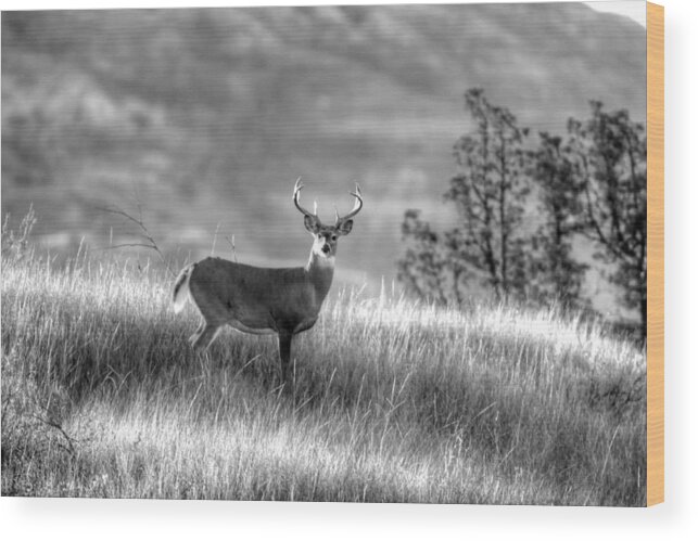 Whitetail Buck Wood Print featuring the photograph Whitetail Buck B/W by Kevin Bone