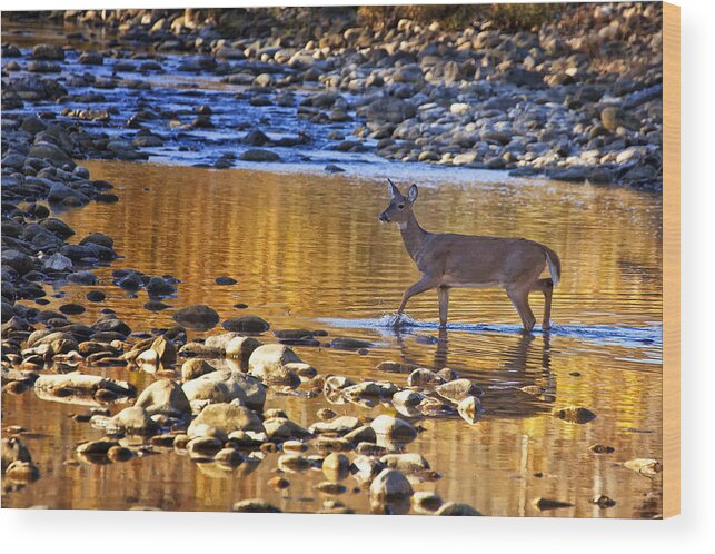 Whitetail Doe Wood Print featuring the photograph Whitetail Doe Crossing the Buffalo National River by Michael Dougherty