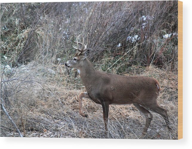 Buck Wood Print featuring the photograph Whitetail Stance by Shane Bechler