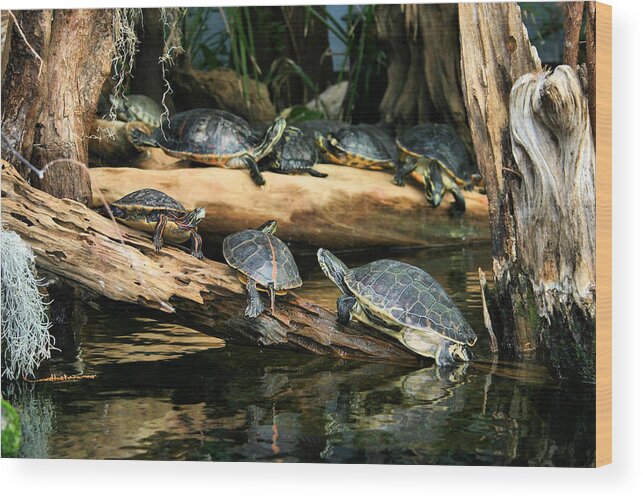 Turtle Wood Print featuring the photograph Who Called this Meeting Anyway by Kristin Elmquist