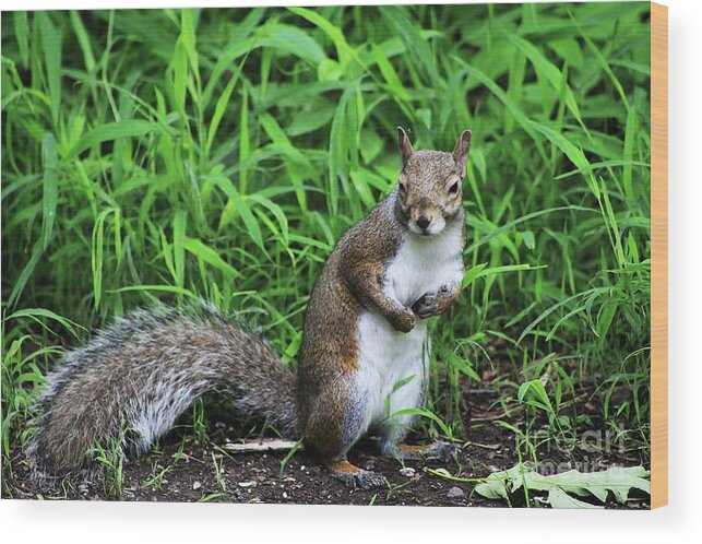 Squirrel Wood Print featuring the photograph Who Me by Alyce Taylor