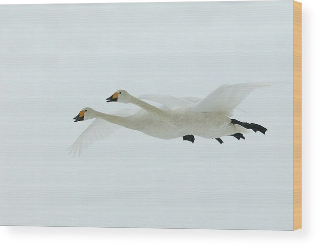 Whooper Swan Wood Print featuring the photograph Whooper Swans by M. Watson