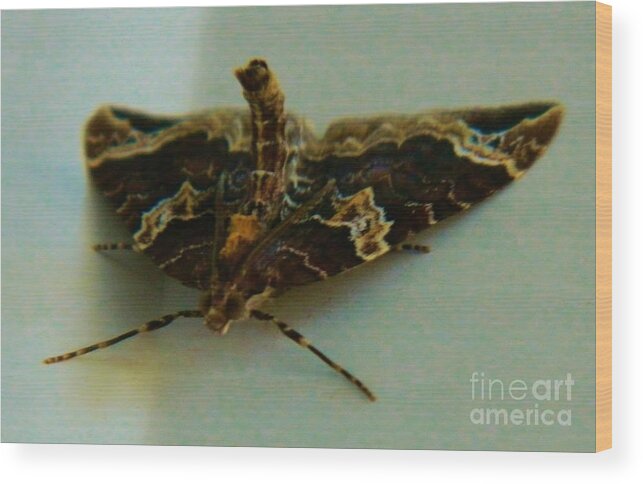 Moth Wood Print featuring the photograph Wierd Moth 3 by Gallery Of Hope 