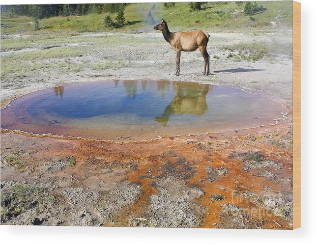 Animal Wood Print featuring the photograph Wild and Free in Yellowstone by Teresa Zieba