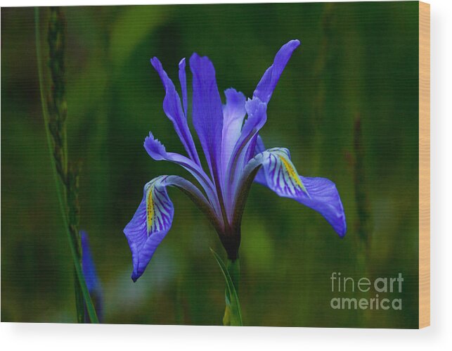 Wildflower Wood Print featuring the photograph Wild beauty by Barbara Schultheis