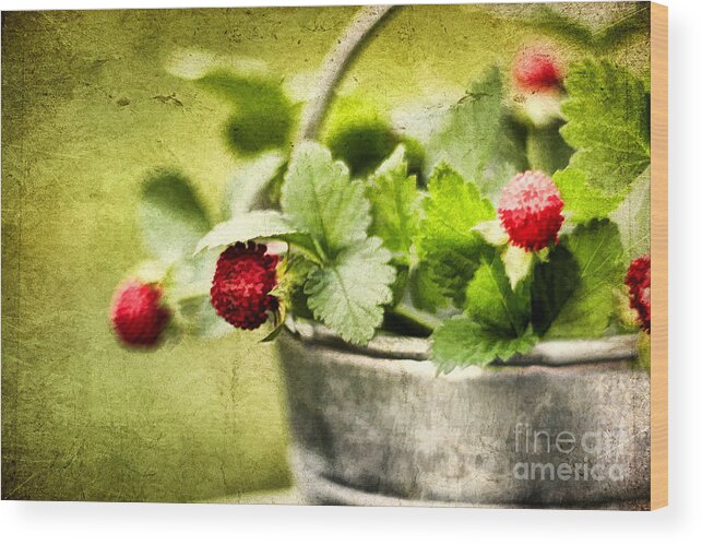 Still Life Wood Print featuring the photograph Wild Berries by Darren Fisher