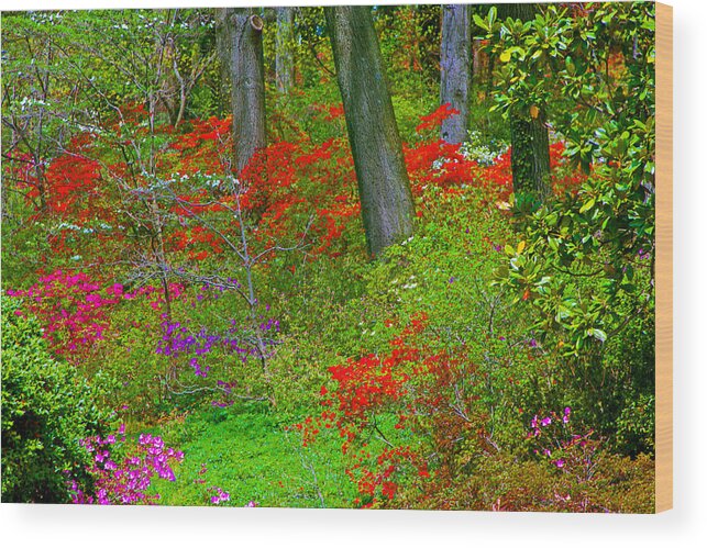 National Arboretum Wood Print featuring the photograph Wild flower garden by Andy Lawless