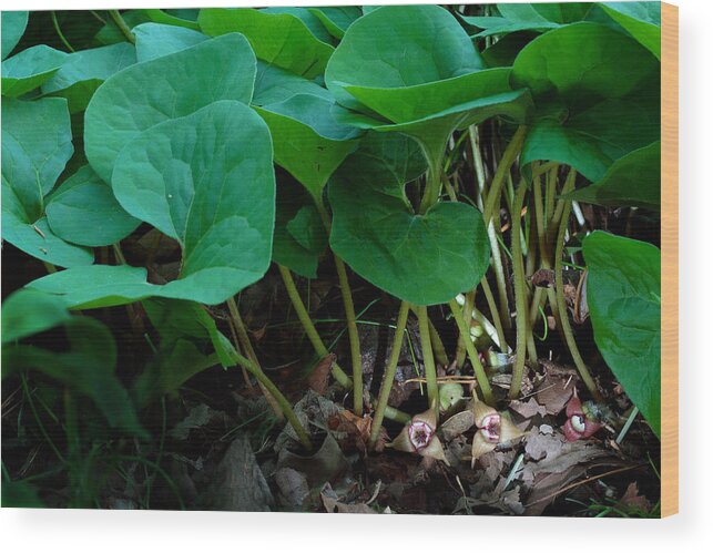 Wild Ginger Wood Print featuring the photograph Wild Ginger or Asarum canadense by Daniel Reed