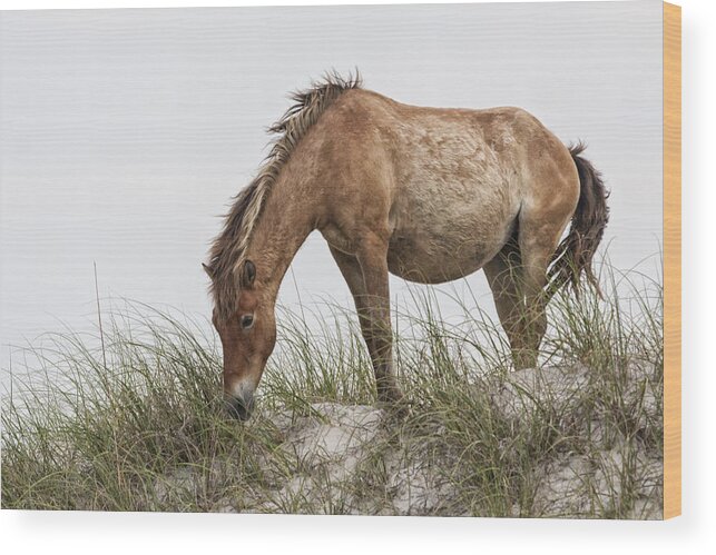 Wild Wood Print featuring the photograph Wild Horse Mare on Sand Dune by Bob Decker