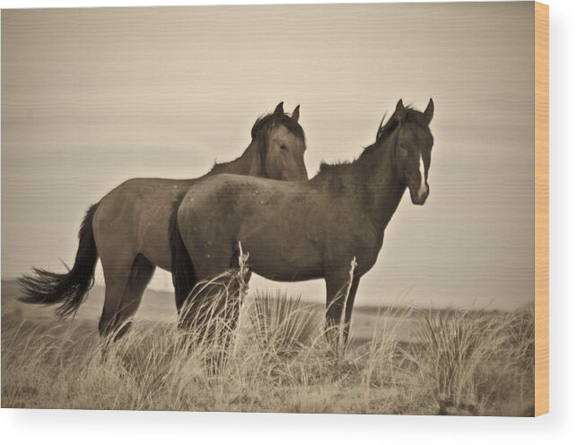 Horses Wood Print featuring the photograph Wild Mustangs of New Mexico 3 by Catherine Sobredo