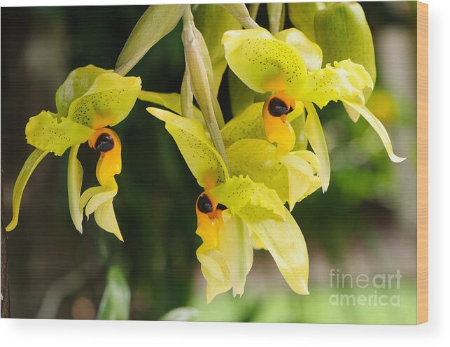 Central America Wood Print featuring the photograph Wild orchid by Oscar Gutierrez