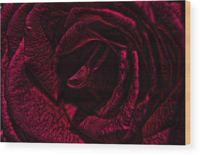 Digital Art Wood Print featuring the photograph Wild Rose by Kathy Churchman
