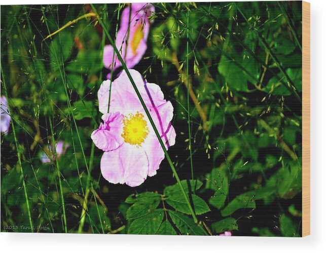 Wild Rose Wood Print featuring the photograph Wild Rose by Tara Potts