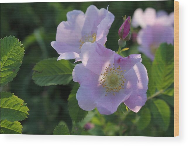 Wild Rose Wood Print featuring the photograph Wild Roses by Ruth Kamenev