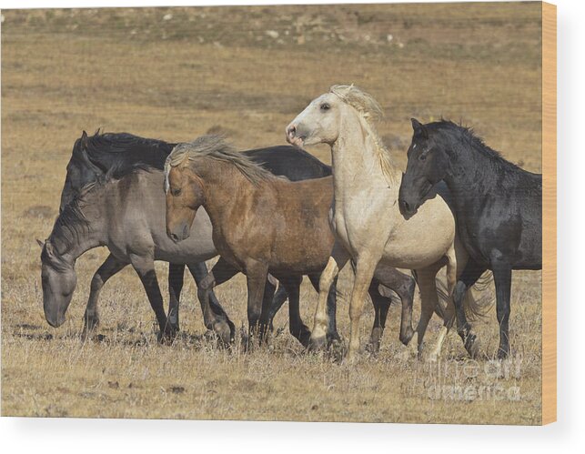 00537206 Wood Print featuring the photograph Wild Stallion Herd Pryor Mountain by Yva Momatiuk and John Eastcott