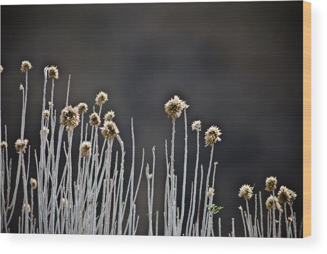 Wildflower Wood Print featuring the photograph Wild Things 1 by Joel Loftus