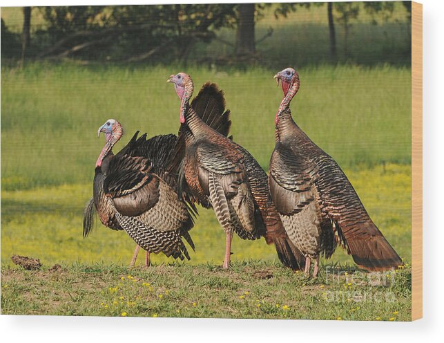 Wild Turkey Wood Print featuring the photograph Wild Turkey Trio by Sue Jarrett