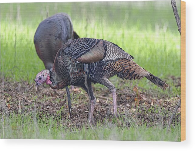 Birds Wood Print featuring the photograph Wild Turkeys Pecking Away by Jim Thompson