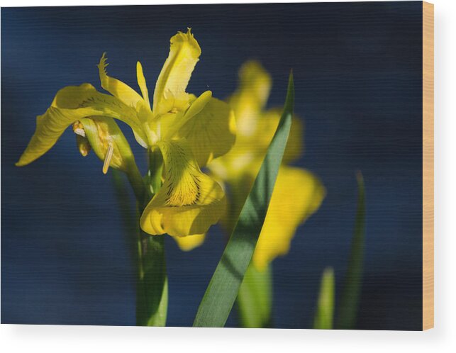 Dakota Wood Print featuring the photograph Wild Water Iris by Greni Graph