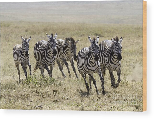 Zebra Wood Print featuring the photograph Wild Zebras Running by Chris Scroggins