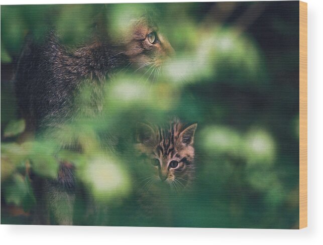 Alert Wood Print featuring the photograph Wildcat with kitten by Ulrich Kunst And Bettina Scheidulin