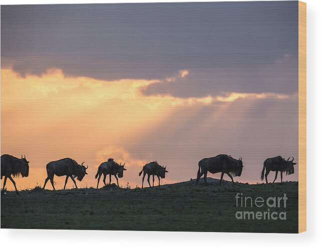 Wildebeest Wood Print featuring the photograph Wildebeest Migrating In Single File by Greg Dimijian