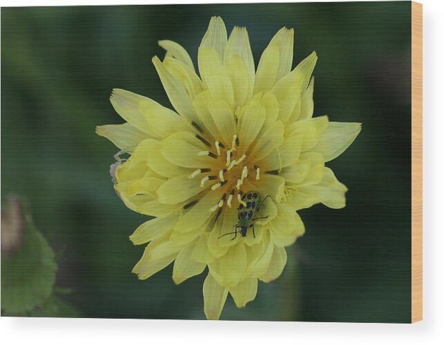 Flower Wood Print featuring the photograph Wildflower by Terry Burgess
