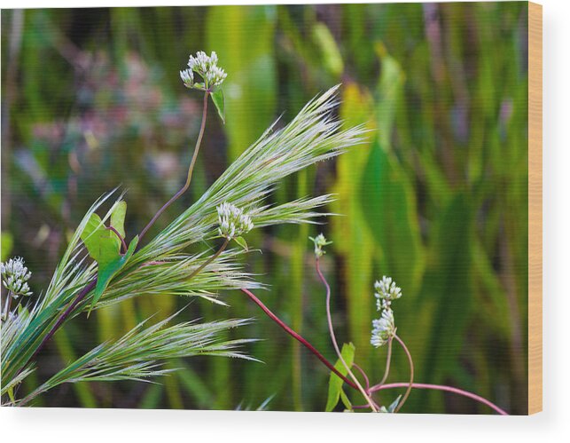 Wild Flowers Wood Print featuring the photograph Wildflowers and Grasses by Ed Gleichman