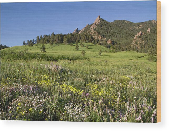 Tranquility Wood Print featuring the photograph Wildflowers At Chautauqua Park by John Kieffer