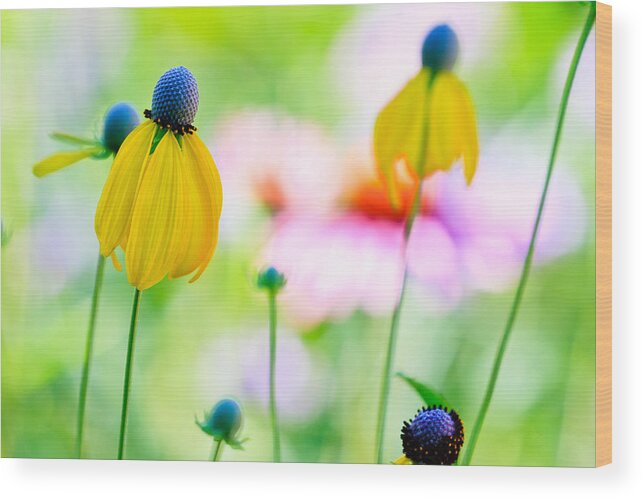 Flowers Wood Print featuring the photograph Wildflowers by Ben Graham