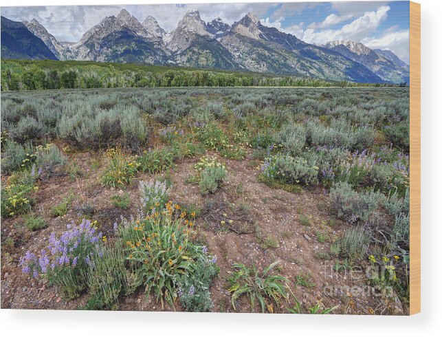 Grand Teton Wood Print featuring the photograph Wildflowers Bloom Below Teton Mountain Range by Gary Whitton