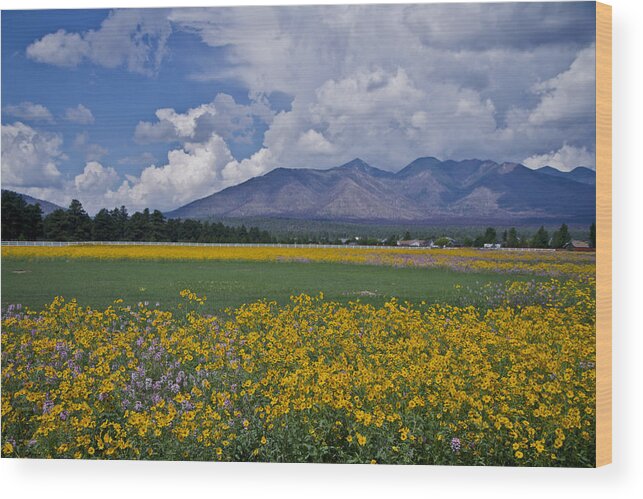 Wildflowers Wood Print featuring the photograph Wildflowers in Flag 9611 by Tom Kelly