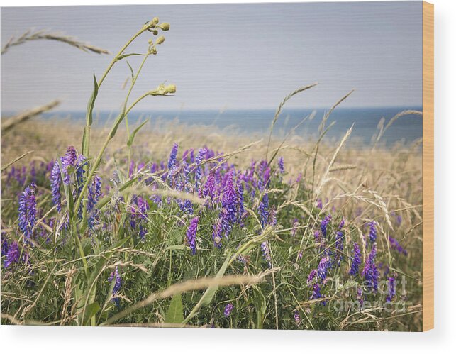 Wildflowers Wood Print featuring the photograph Wildflowers on Prince Edward Island by Elena Elisseeva