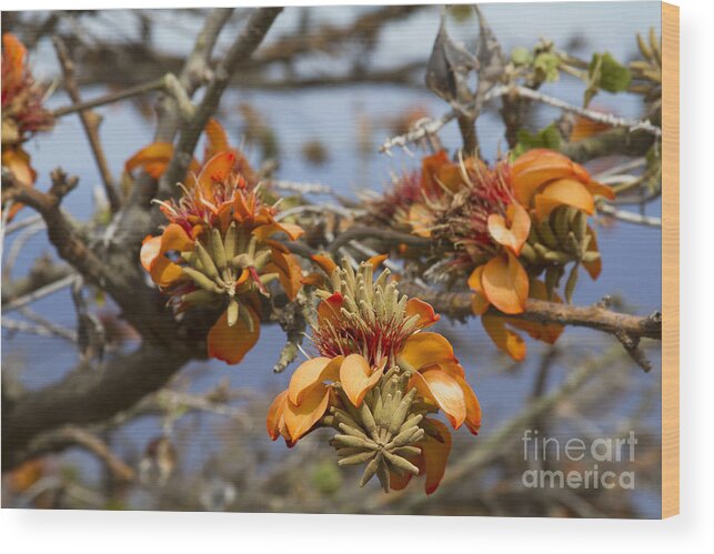 Aloha Wood Print featuring the photograph Wiliwili Flowers - Erythrina sandwicensis - Kahikinui Maui Hawaii by Sharon Mau