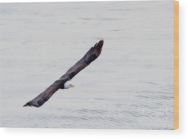 Bald Eagle Wood Print featuring the photograph Wind Rider by Thomas Danilovich