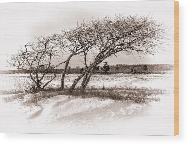 Trees Wood Print featuring the photograph Wind Swept by Cathy Kovarik