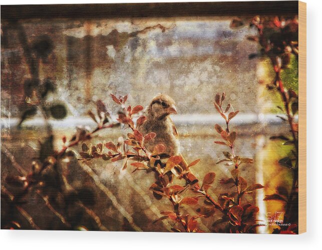 Birds Wood Print featuring the photograph Window Wren by Dan Quam