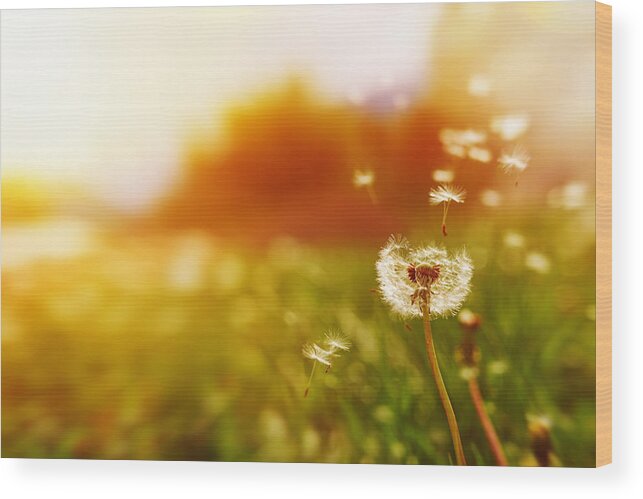 Wind Wood Print featuring the photograph Windy Dandelion In Spring Time by Stock_colors