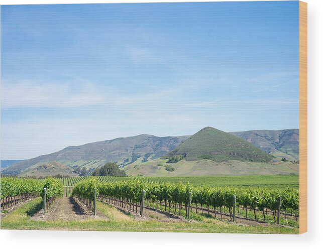 Edna Valley Vineyard Wood Print featuring the photograph Wine Country Edna Valley by Priya Ghose