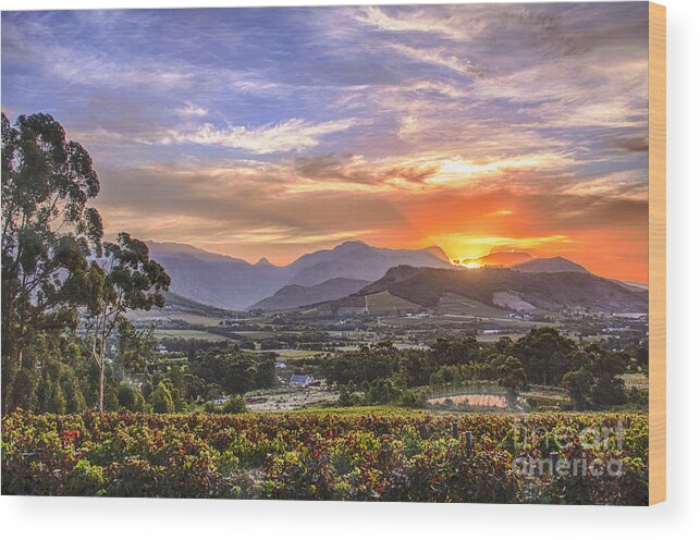 Franschhoek Wood Print featuring the photograph Winelands Sunset by Jennifer Ludlum