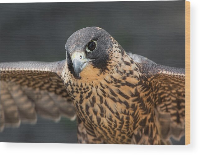 Falcon Wood Print featuring the photograph Winged Portrait by Dale Kincaid