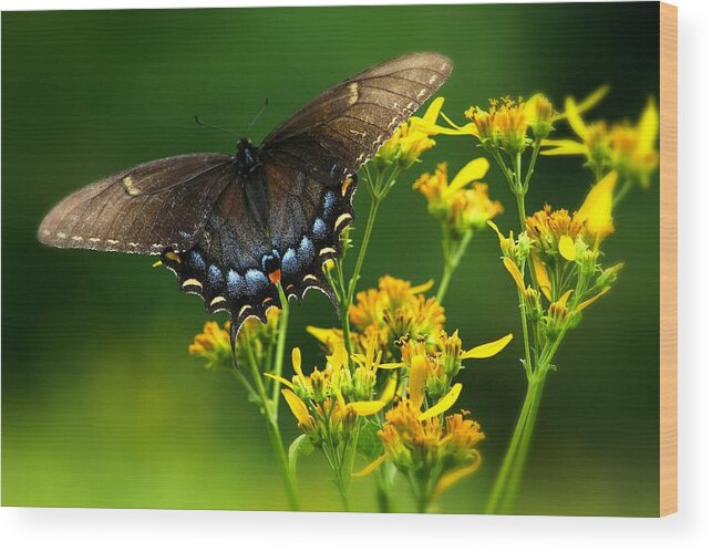 Macro Wood Print featuring the photograph Wings by Emanuel Tanjala