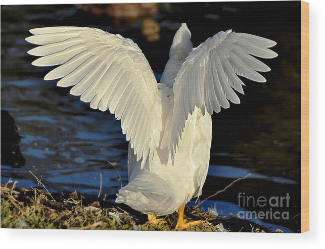 Photography Wood Print featuring the photograph Wings of a White Duck by Kaye Menner