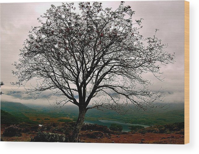 Tree Wood Print featuring the photograph Winsome by HweeYen Ong