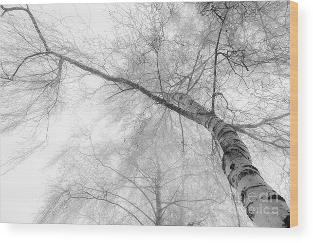 Birch Wood Print featuring the photograph Winter Birch - Bw by Hannes Cmarits