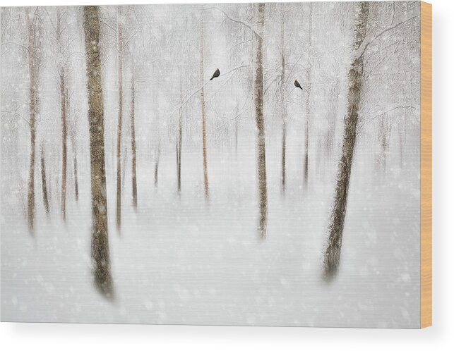 Winter Wood Print featuring the photograph Winter Birches by Gustav Davidsson